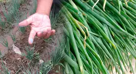 cebolla china cebolla china