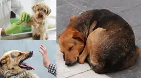 Al dar en adopción a un animal, se debe hacer seguimiento a la familia.