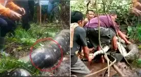La mujer que estaba desaparecida fue encontrada dentro de una serpiente pitón de casi 7 metros en Indonesia. La mujer que estaba desaparecida fue encontrada dentro de una serpiente pitón de casi 7 metros en Indonesia.