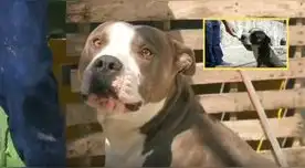 El perrito de raza pitbull salvó a su dueña de morir electrocutada en el techo de su casa en México.