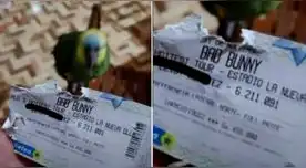 El loro 'Panchito' hizo tremenda travesura con la entrada para el concierto de Bad Bunny de su dueña en Paraguay.