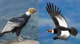 Cóndores de la zona costera de Ica y zona andina de Ayacucho estarían contaminados con plástico. Cóndores de la zona costera de Ica y zona andina de Ayacucho estarían contaminados con plástico.