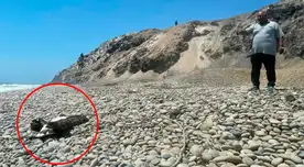 Pelícanos mueren en el norte del país. Pelícanos mueren en el norte del país.