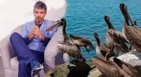 Pancho Cavero se pronunció sobre la alerta sanitaria por la gripe aviar. Pancho Cavero se pronunció sobre la alerta sanitaria por la gripe aviar.