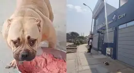 La mascota habría sido llevada a la veterinaria para tomar solo un baño medicado.
