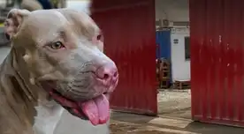 Niña de 6 años es atacada por perro pitbull en las afueras de una fábrica en Ate.