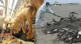 Senasa comunicó que hay un brote de gripe aviar en animales domésticos en Lambayeque. Senasa comunicó que hay un brote de gripe aviar en animales domésticos en Lambayeque.