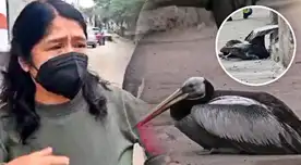 Los vecinos de SJM temen que el pelícano tenga la gripe aviar. Los vecinos de SJM temen que el pelícano tenga la gripe aviar.