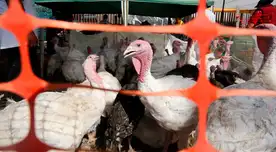 Senasa indica que nivel de mortalidad del virus disminuirá en los siguientes días. Senasa indica que nivel de mortalidad del virus disminuirá en los siguientes días.