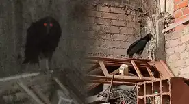 Gripe aviar: gallinazo moribundo ingresa a una casa en Comas y genera alarma [VIDEO]
