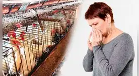 Conoce los síntomas de la Gripe Aviar.