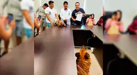 Crearán hospital veterinario público en el Perú y su ubicación será en Comas.