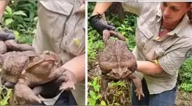 Así luce el gigante sapo hallado en Australia.