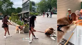 Perro pone sus fuerzas para que su dueña le compre helado: “Si no me compras, no camino”