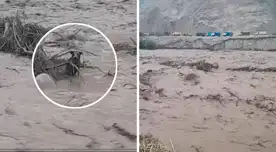 El animalito quedó varado en medio del río Chillón tras ser arrastrado por un huaico registrado en Canta. El animalito quedó varado en medio del río Chillón tras ser arrastrado por un huaico registrado en Canta.