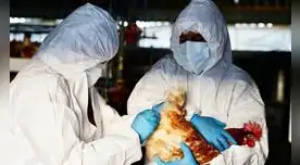 Chile confirma el primer caso de gripe aviar en humanos: se trata de un hombre de 53 años