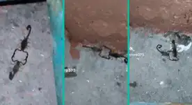 Alacranes bailan tiempo de vals de Chayanne  y usuarios reaccionan: “Tienen mejor vida amorosa que la mía”