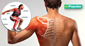 El cuerpo humano de una persona tendría entre 650 y 840 músculos (voluntarios e involuntarios). El cuerpo humano de una persona tendría entre 650 y 840 músculos (voluntarios e involuntarios).