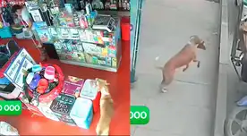 Alias de Maldito Firulais es captado por las cámaras de seguridad.