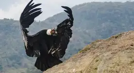Descubre este nuevo hallazgo que involucra al cóndor andino del Perú. Descubre este nuevo hallazgo que involucra al cóndor andino del Perú.