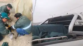 Serfor rescata a Puma que apareció en una vivienda de Tacna.