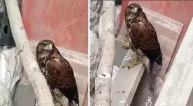 El animal luce asustado. Se espera que Serfor llegue al rescate.