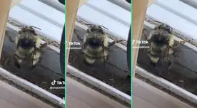Abeja baila a ritmo de reggaetón y causa sensación en TikTok por singulares movimientos Abeja baila a ritmo de reggaetón y causa sensación en TikTok por singulares movimientos