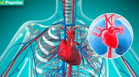 Mira de cerca el sistema circulatorio humano y descubre cómo funciona este crucial aparato corporal. Mira de cerca el sistema circulatorio humano y descubre cómo funciona este crucial aparato corporal.