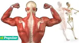 Explora el sistema muscular humano: su anatomía, cómo está formado y las funciones esenciales que cumple. Explora el sistema muscular humano: su anatomía, cómo está formado y las funciones esenciales que cumple.
