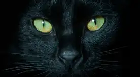 Explora el significado espiritual del Gato Negro y su sabiduría oculta