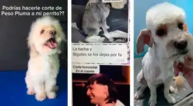 Ah, que facherito el perro. Corte de can se volvió viral en TikTok Ah, que facherito el perro. Corte de can se volvió viral en TikTok