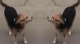 Perro guía es buscado en San Martín de Porres y familiares piden ayuda para encontrarlo. Perro guía es buscado en San Martín de Porres y familiares piden ayuda para encontrarlo.