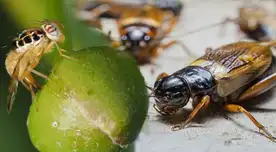 Senasa advierte a pobladores que ya nos amenazan cinco plagas. Senasa advierte a pobladores que ya nos amenazan cinco plagas.