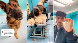 Elimina el exceso de pelo de tu mascota con estos consejos de un joven veterinario