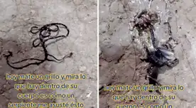 De acuerdo a Senasa, cinco plagas llegarían al Perú producto del fenómeno El Niño. Conoce cuáles serían. De acuerdo a Senasa, cinco plagas llegarían al Perú producto del fenómeno El Niño. Conoce cuáles serían.