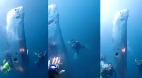 El pez remo captado tenía dos heridas cicatrizas y se presume que fue por una mordedura de tiburón.