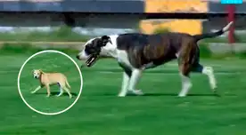 Dos perros invaden partido en la Segunda División de Perú y el partido continuó como si nada Dos perros invaden partido en la Segunda División de Perú y el partido continuó como si nada