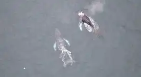 Ballenas avistadas en playas de Huacho.