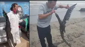 Nuevo derrame de petróleo en Ventanilla. Nuevo derrame de petróleo en Ventanilla.