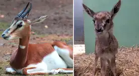 Una gacela nació en un zoo de París, luego de ser declarado extinto de forma natural.