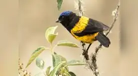 Pueblos indígenas, comunidades campesinas y afrodescendientes, instituciones académicas y ONG o representantes del sector privado tienen plazo hasta el 21 de agosto para ofrecer sus propuestas. Pueblos indígenas, comunidades campesinas y afrodescendientes, instituciones académicas y ONG o representantes del sector privado tienen plazo hasta el 21 de agosto para ofrecer sus propuestas.