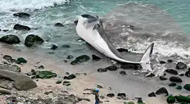 Una ballena sin vida quedó varada en la playa Señoritas.