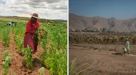 Senamhi advierte sobre las temperaturas que afectarían los cultivos. Senamhi advierte sobre las temperaturas que afectarían los cultivos.