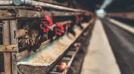 Encuestados piden mejores condiciones para animales que en muchos casos pasan toda su vida enjaulados. Encuestados piden mejores condiciones para animales que en muchos casos pasan toda su vida enjaulados.