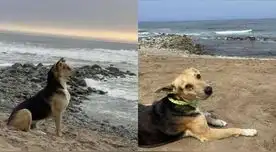 Vaguito, el perro que espera a su dueño frente al mar de Punta Negra todos los días Vaguito, el perro que espera a su dueño frente al mar de Punta Negra todos los días
