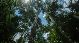 Comunidades indígenas