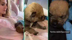 Joven encuentra un cachorro abandonado, pero descubre una sorprendente verdad, ¿era un lobo?