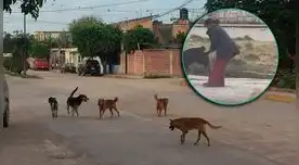 Perro acaba con la vida de otro can en las calles de Pasco. Perro acaba con la vida de otro can en las calles de Pasco.