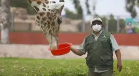 El Parque de las leyendas de Huachipa abrirá nuevamente sus puertas al público en general.