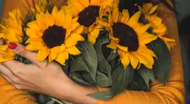 ¿Por qué se regalan flores amarillas cada 21 de septiembre? Encuentra AQUÍ el significado y frases